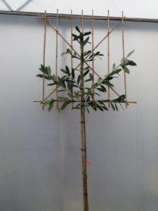 leilaurier - Prunus l. Caucasica