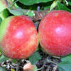 Appelboom leiappel