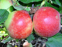 Appelboom leiappel