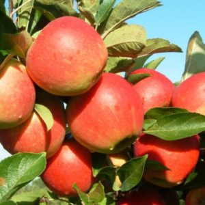 leiappel appelboom
