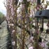zuilkers sierkers zuilboom Prunus Amanogawa