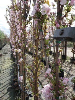 zuilkers sierkers zuilboom Prunus Amanogawa