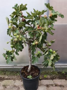 Ficus Carica - Vijgenboom
